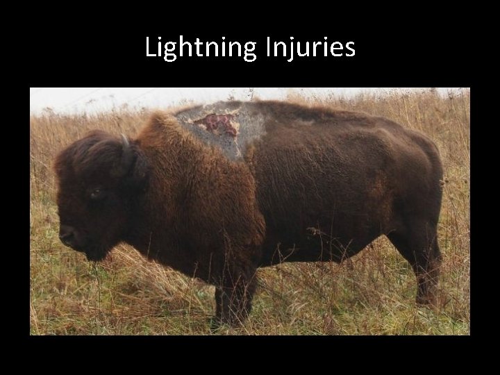 Lightning Injuries Lightning Injuries