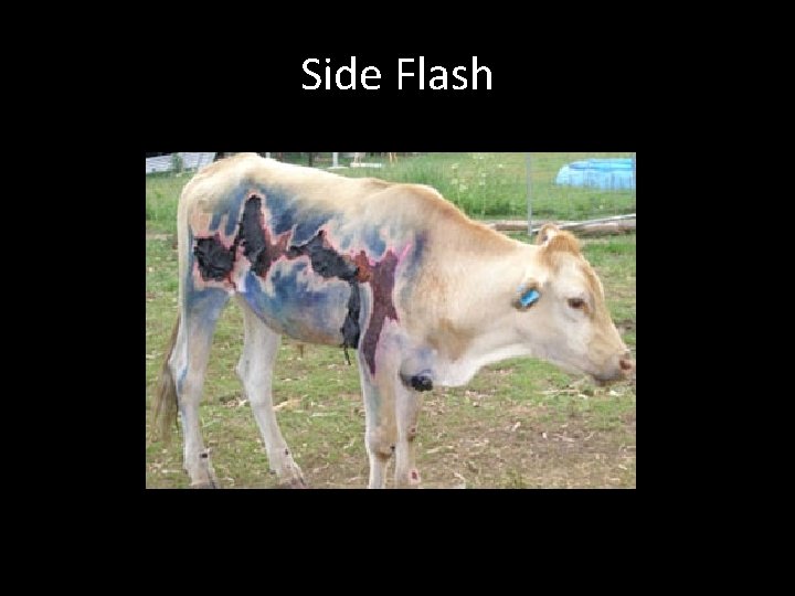 Side Flash 