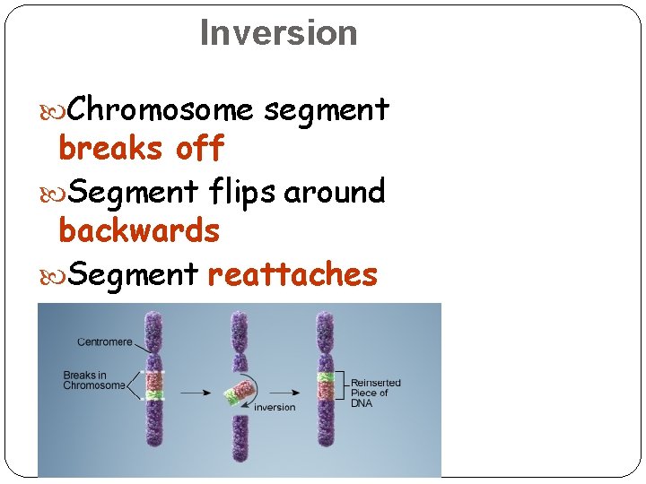 Inversion Chromosome segment breaks off Segment flips around backwards Segment reattaches 18 