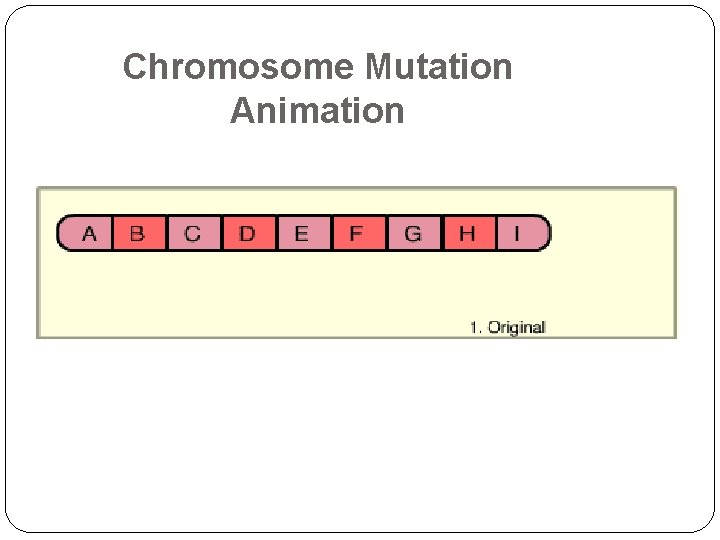 Chromosome Mutation Animation 24 