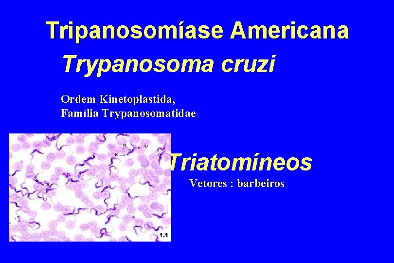 Tripanosomíase Americana Trypanosoma cruzi Ordem Kinetoplastida, Família Trypanosomatidae Triatomíneos Vetores : barbeiros 