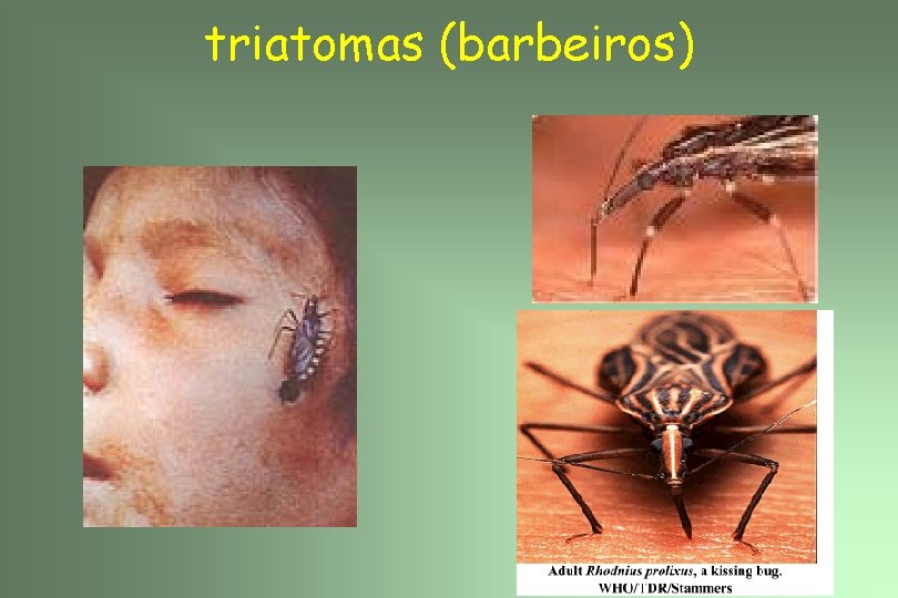 triatomas (barbeiros) 