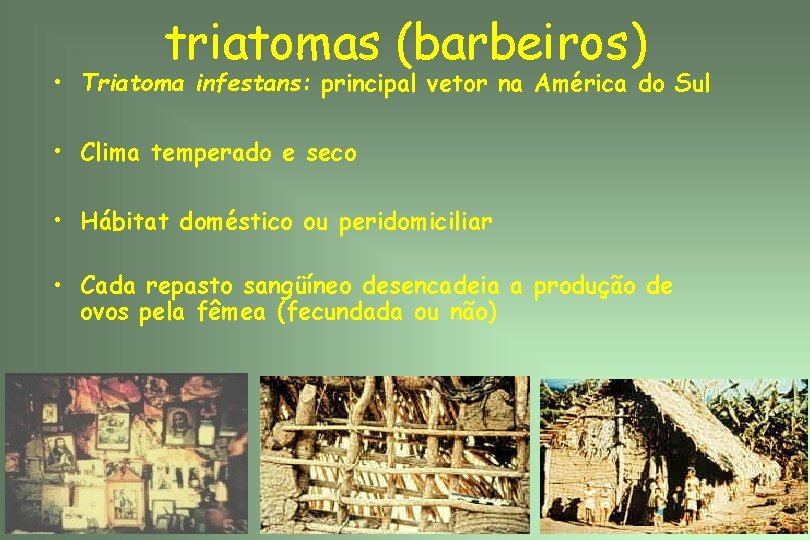 triatomas (barbeiros) • Triatoma infestans: principal vetor na América do Sul • Clima temperado