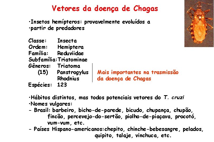 Vetores da doença de Chagas • Insetos hemípteros: provavelmente evoluídos a • partir de