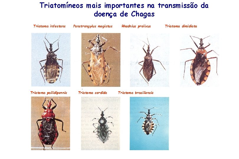 Triatomíneos mais importantes na transmissão da doença de Chagas Triatoma infestans Panstrongylus megistus Rhodnius