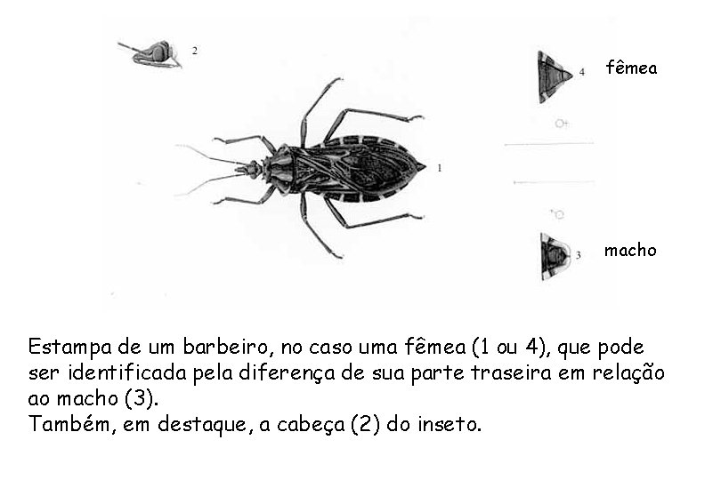 fêmea macho Estampa de um barbeiro, no caso uma fêmea (1 ou 4), que fêmea macho Estampa de um barbeiro, no caso uma fêmea (1 ou 4), que