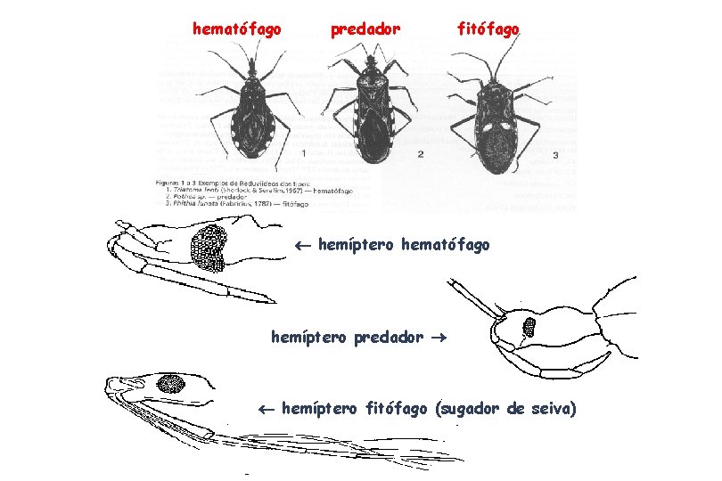 hematófago predador fitófago hemíptero hematófago hemíptero predador hemíptero fitófago (sugador de seiva) hematófago predador fitófago hemíptero hematófago hemíptero predador hemíptero fitófago (sugador de seiva)