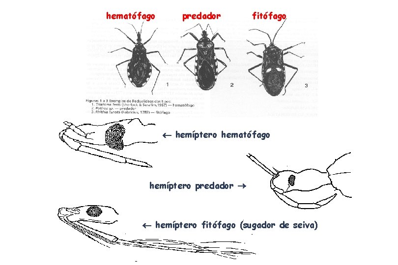 hematófago predador fitófago hemíptero hematófago hemíptero predador hemíptero fitófago (sugador de seiva) 