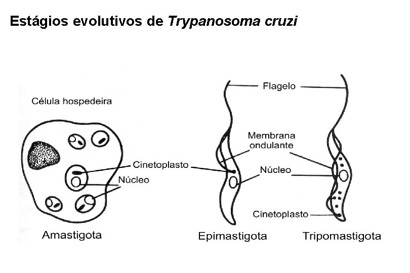 Estágios evolutivos de Trypanosoma cruzi 