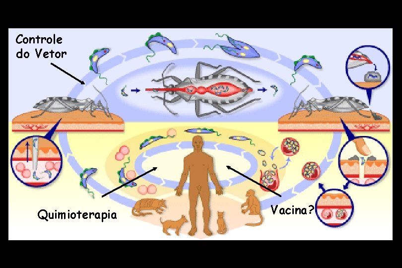 Controle do Vetor Quimioterapia Vacina? 