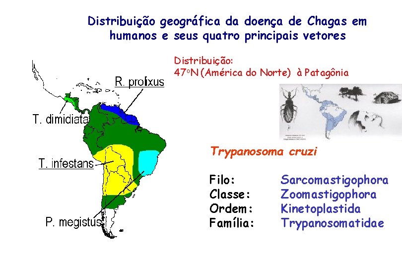 Distribuição geográfica da doença de Chagas em humanos e seus quatro principais vetores Distribuição: