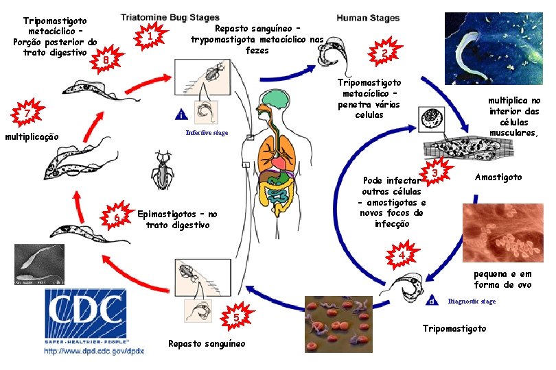 Tripomastigoto metacíclico – Porção posterior do trato digestivo 1 8 Repasto sanguíneo – trypomastigota Tripomastigoto metacíclico – Porção posterior do trato digestivo 1 8 Repasto sanguíneo – trypomastigota