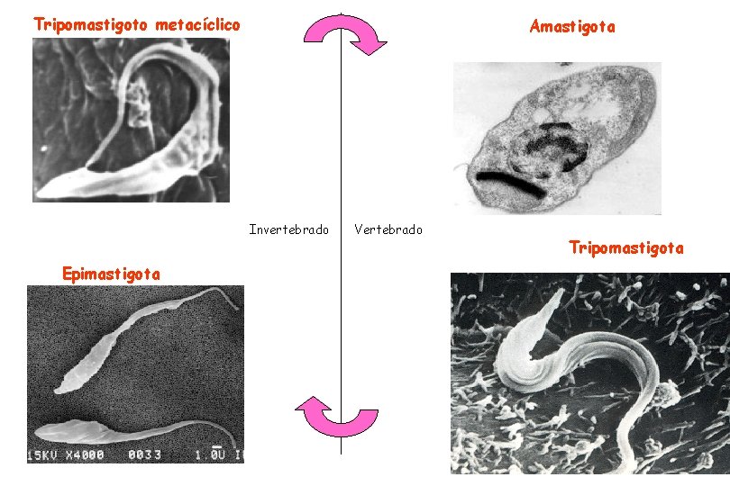 Tripomastigoto metacíclico Amastigota Invertebrado Epimastigota Vertebrado Tripomastigota Tripomastigoto metacíclico Amastigota Invertebrado Epimastigota Vertebrado Tripomastigota
