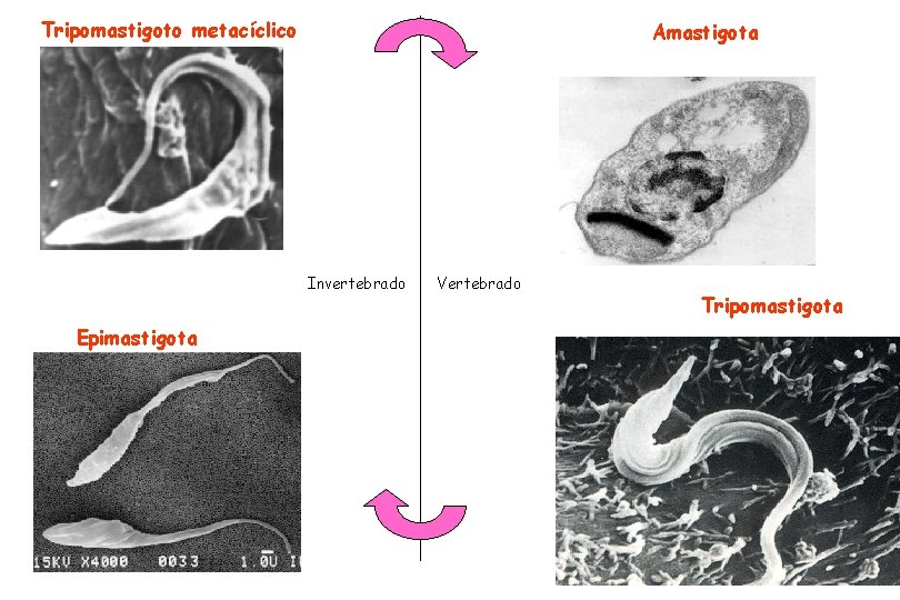 Tripomastigoto metacíclico Amastigota Invertebrado Epimastigota Vertebrado Tripomastigota 