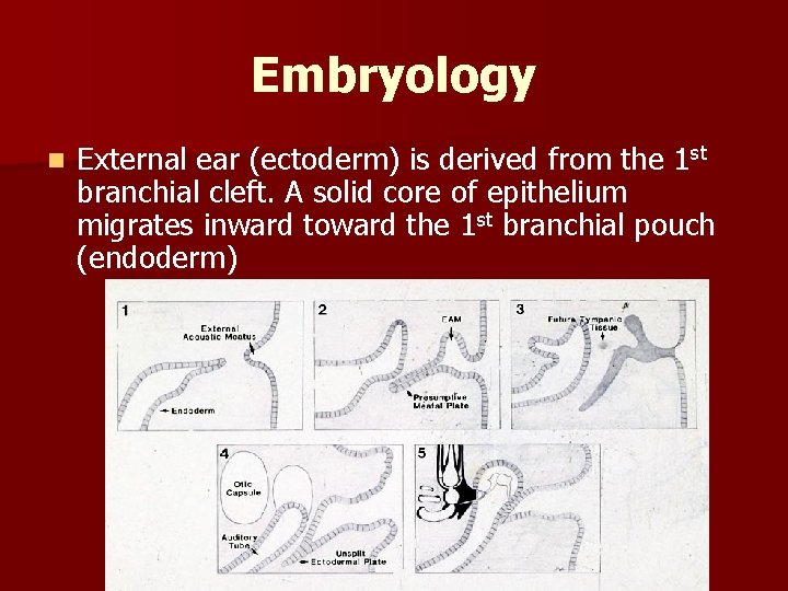 Embryology n External ear (ectoderm) is derived from the 1 st branchial cleft. A