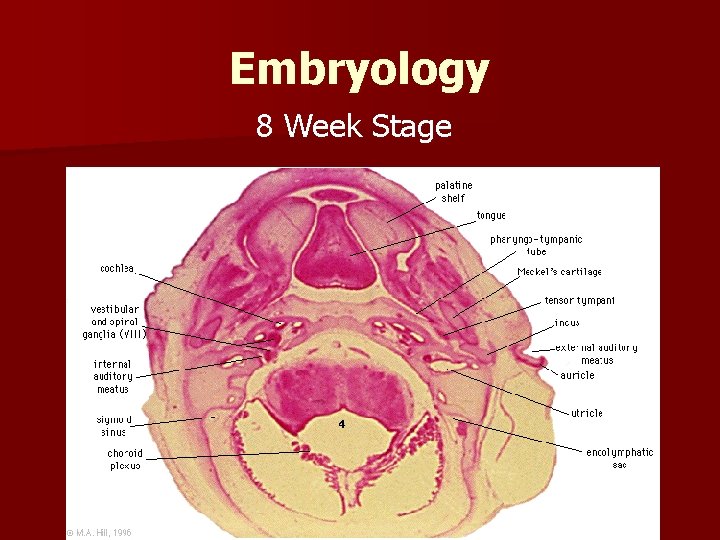 Embryology 8 Week Stage 