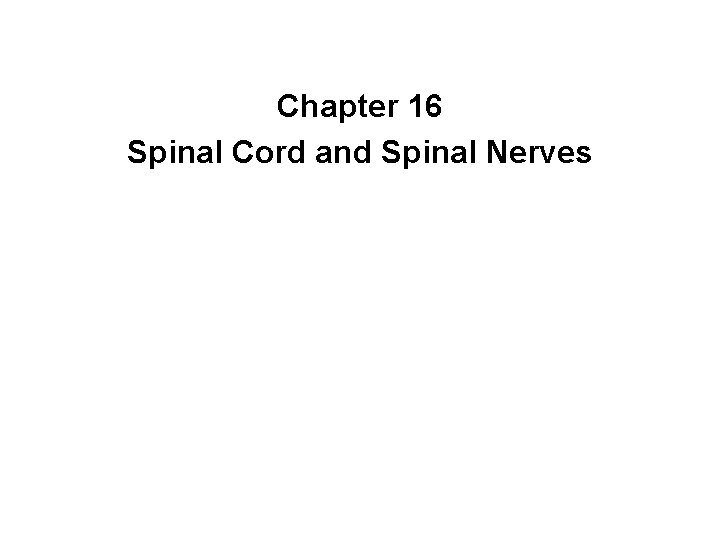 Chapter 16 Spinal Cord and Spinal Nerves 