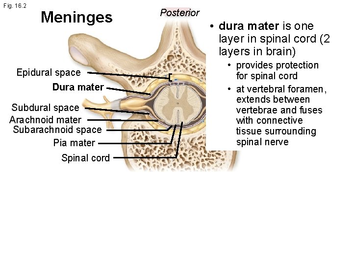 Fig. 16. 2 Meninges Epidural space Dura mater Subdural space Arachnoid mater Subarachnoid space