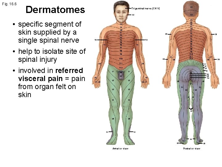 Fig. 16. 6 Dermatomes • specific segment of skin supplied by a single spinal