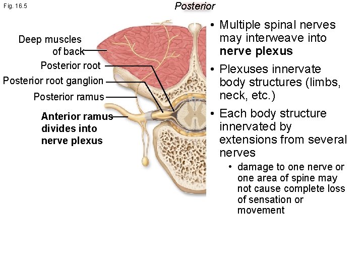 Posterior Fig. 16. 5 Deep muscles of back Posterior root ganglion Posterior ramus Anterior