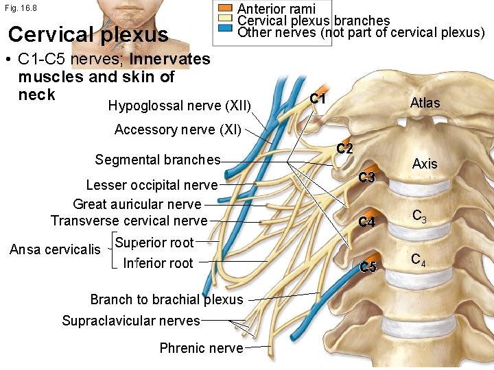 Fig. 16. 8 Cervical plexus Anterior rami Cervical plexus branches Other nerves (not part