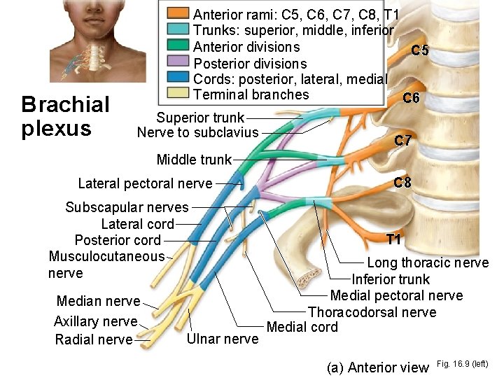 Brachial plexus Anterior rami: C 5, C 6, C 7, C 8, T 1