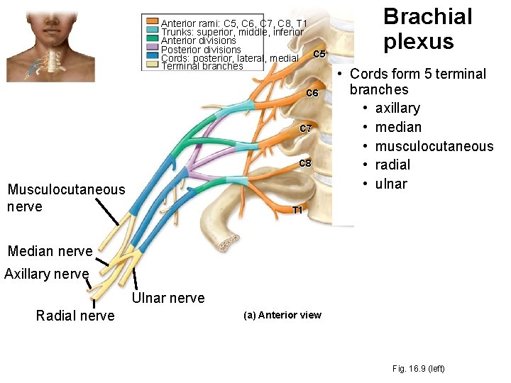 Anterior rami: C 5, C 6, C 7, C 8, T 1 Trunks: superior,