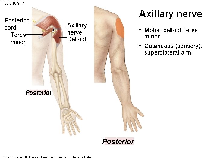 Table 16. 3 a-1 Posterior cord Teres minor Axillary nerve Deltoid • Motor: deltoid,