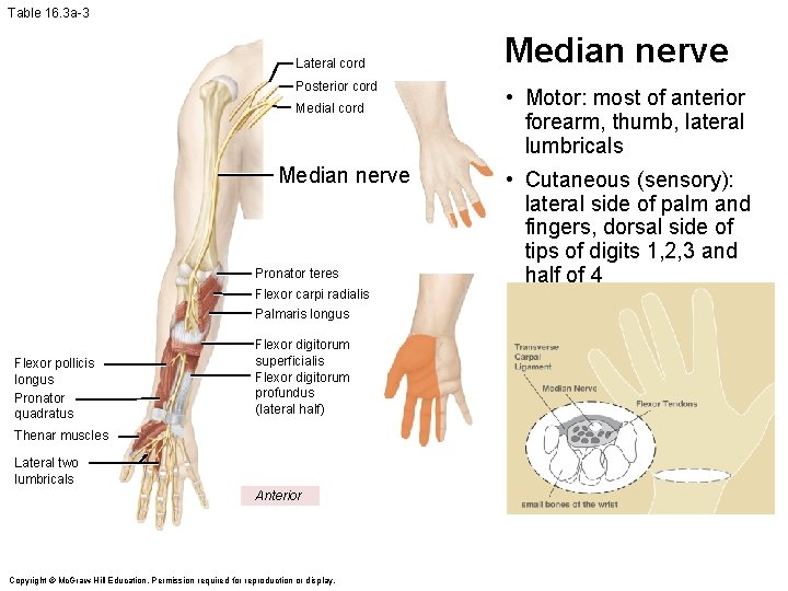 Table 16. 3 a-3 Lateral cord Posterior cord Medial cord Median nerve Pronator teres Table 16. 3 a-3 Lateral cord Posterior cord Medial cord Median nerve Pronator teres