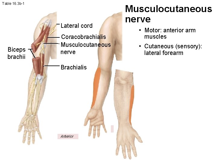 Table 16. 3 b-1 Lateral cord Biceps brachii Coracobrachialis Musculocutaneous nerve Brachialis Anterior Musculocutaneous