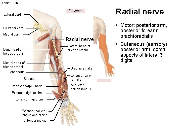 Table 16. 3 b-3 Posterior Lateral cord Posterior cord Medial cord Radial nerve Lateral