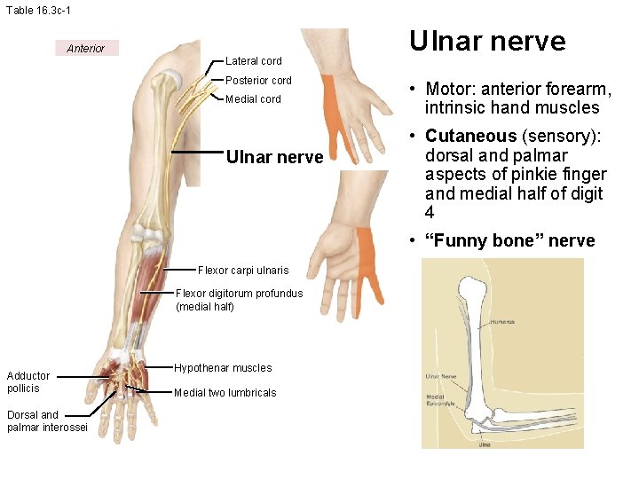 Table 16. 3 c-1 Anterior Lateral cord Posterior cord Medial cord Ulnar nerve •