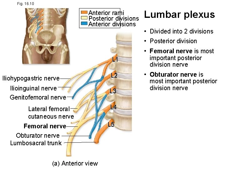 Fig. 16. 10 Anterior rami Posterior divisions Anterior divisions Lumbar plexus • Divided into