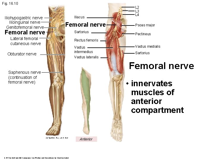 Fig. 16. 10 Iliohypogastric nerve Ilioinguinal nerve Genitofemoral nerve Iliacus Femoral nerve Sartorius Lateral