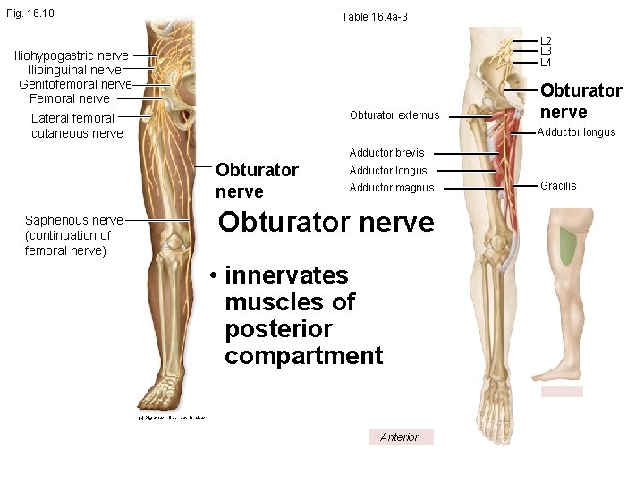 Fig. 16. 10 Table 16. 4 a-3 L 2 L 3 L 4 Iliohypogastric