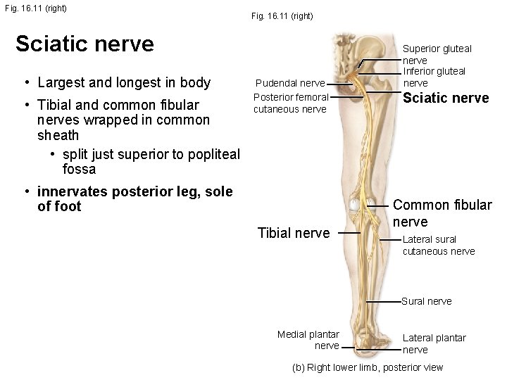 Fig. 16. 11 (right) Sciatic nerve • Largest and longest in body • Tibial