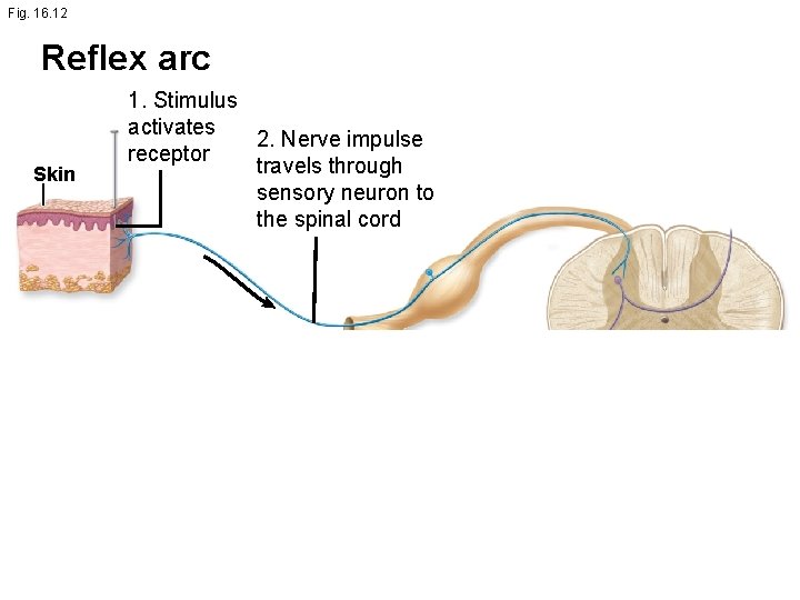 Fig. 16. 12 Reflex arc Skin 1. Stimulus activates 2. Nerve impulse receptor travels