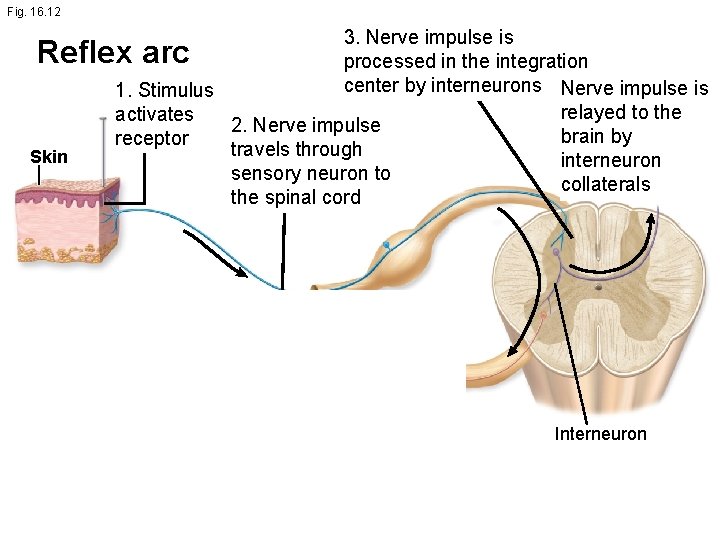 Fig. 16. 12 3. Nerve impulse is processed in the integration center by interneurons
