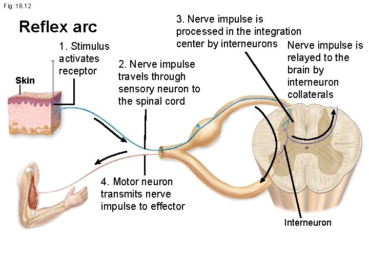 Fig. 16. 12 3. Nerve impulse is processed in the integration center by interneurons