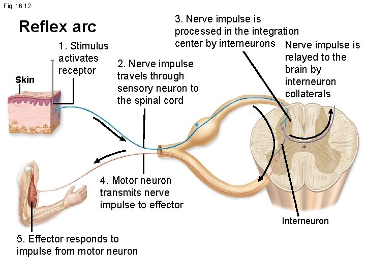 Fig. 16. 12 3. Nerve impulse is processed in the integration center by interneurons