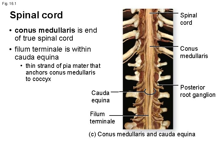 Fig. 16. 1 Spinal cord • conus medullaris is end of true spinal cord