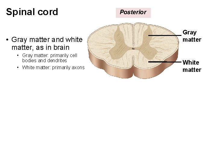  Spinal cord • Gray matter and white matter, as in brain • Gray