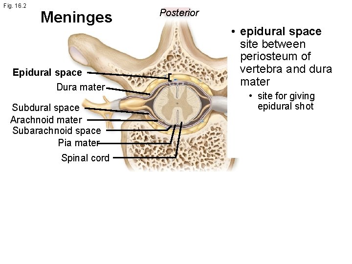 Fig. 16. 2 Meninges Epidural space Dura mater Subdural space Arachnoid mater Subarachnoid space