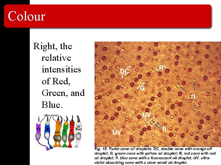 Colour Right, the relative intensities of Red, Green, and Blue. 