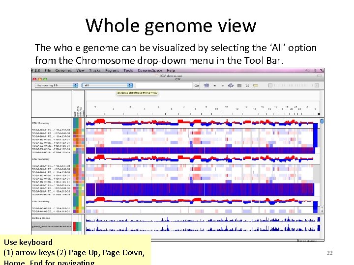 Whole genome view The whole genome can be visualized by selecting the ‘All’ option Whole genome view The whole genome can be visualized by selecting the ‘All’ option
