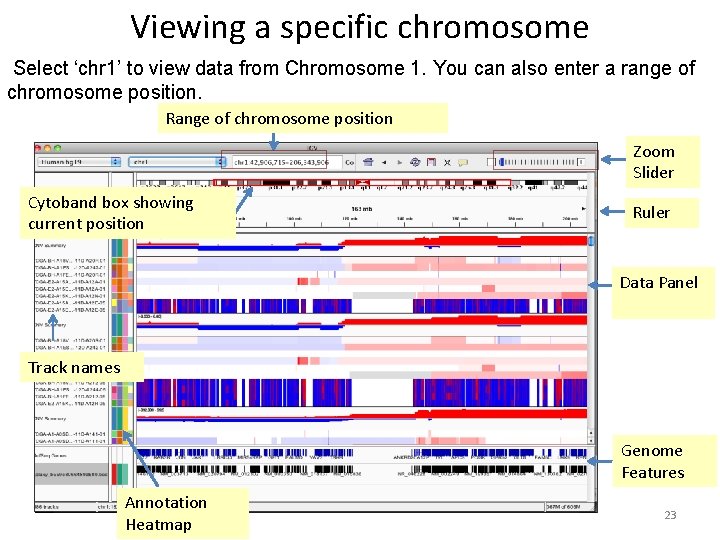 Viewing a specific chromosome Select ‘chr 1’ to view data from Chromosome 1. You Viewing a specific chromosome Select ‘chr 1’ to view data from Chromosome 1. You