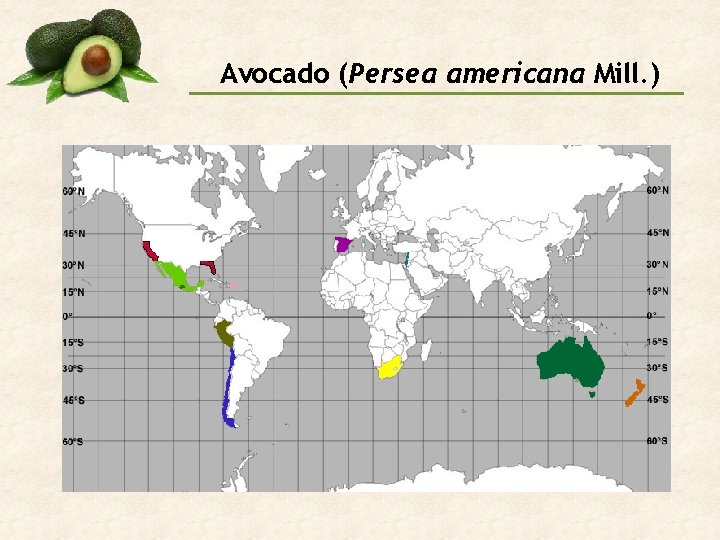 Avocado (Persea americana Mill. ) 