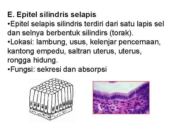 E. Epitel silindris selapis • Epitel selapis silindris terdiri dari satu lapis sel dan