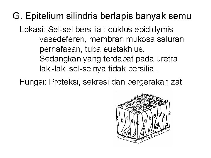 G. Epitelium silindris berlapis banyak semu Lokasi: Sel-sel bersilia : duktus epididymis vasedeferen, membran