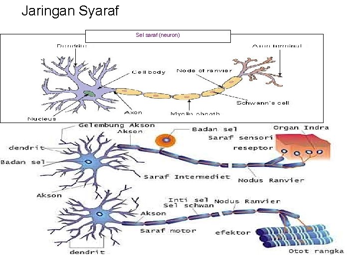Jaringan Syaraf Sel saraf (neuron) 